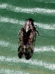 Melanoliarus placitus