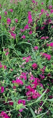 Lathyrus tuberosus
