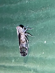 Melanoliarus placitus