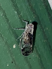 Melanoliarus placitus