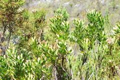 Leucospermum glabrum