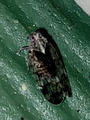 Melanoliarus placitus