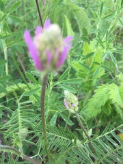 Astragalus onobrychis