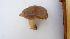 Lactarius flexuosus