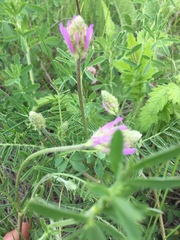 Astragalus onobrychis