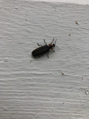 Pyractomena borealis