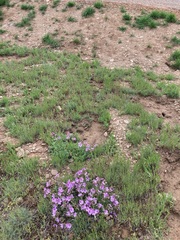 Erodium paularense