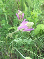Astragalus onobrychis