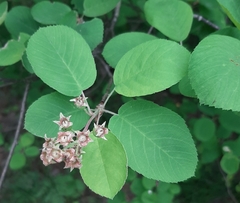 Amelanchier spicata