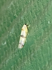 Empoa casta
