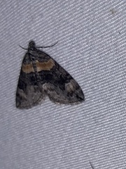 Dysstroma hersiliata