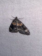 Dysstroma hersiliata