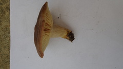 Lactarius flexuosus