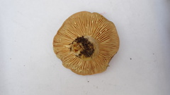 Lactarius flexuosus