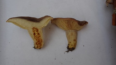 Lactarius flexuosus