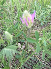 Astragalus onobrychis