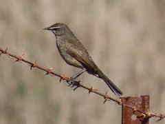 Cercotrichas coryphoeus coryphoeus