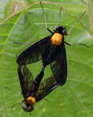 Chrysopilus davisi