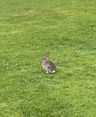 Sylvilagus audubonii