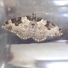 Xanthorhoe fluctuata