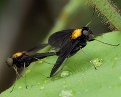 Chrysopilus davisi