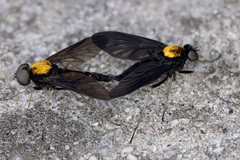 Chrysopilus davisi