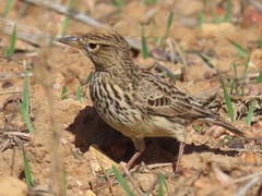 Galerida magnirostris magnirostris