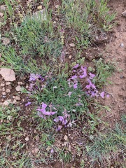 Erodium paularense