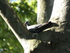 Columba oenas