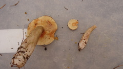 Lactarius fuliginosus