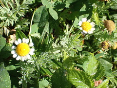 Cotula nigellifolia nigellifolia