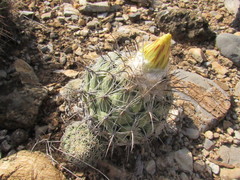 Coryphantha pallida