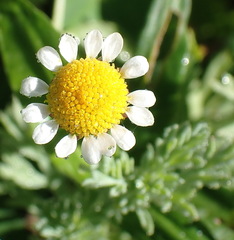 Cotula nigellifolia nigellifolia