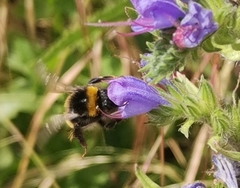 Bombus