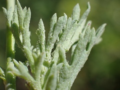 Cotula nigellifolia nigellifolia