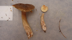 Lactarius fuliginosus
