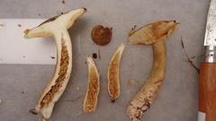 Lactarius fuliginosus