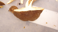 Lactarius fuliginosus