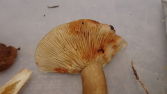 Lactarius fuliginosus