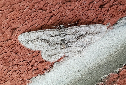 North American Common Gray photo 6