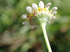 Cotula nigellifolia nigellifolia