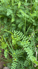 Securigera varia