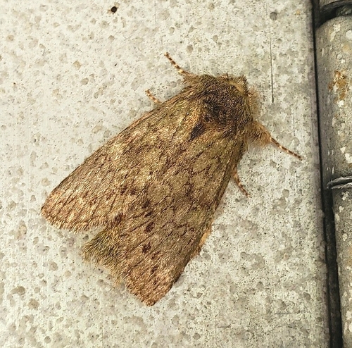 Saddled Prominent photo 5