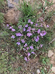 Erodium paularense