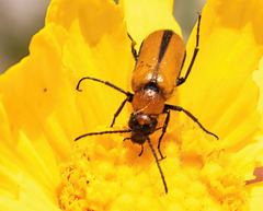 Nemognatha scutellaris