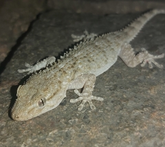 Tarentola mauritanica