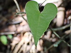 Dioscorea sylvatica sylvatica