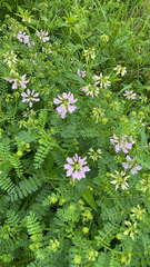 Securigera varia