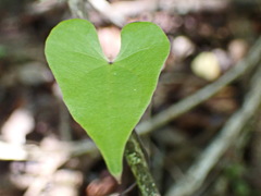 Dioscorea sylvatica sylvatica
