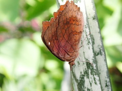 Ariadne ariadne alterna